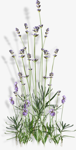 紫色花朵植物素材