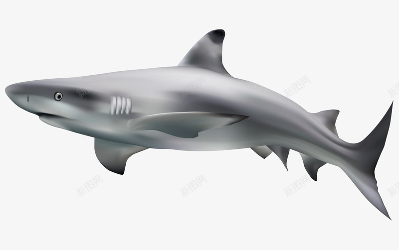 鲨鱼png免抠素材_新图网 https://ixintu.com 动物 卡通灰色鲨鱼 海洋生物 灰色 鲨鱼