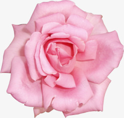 真实感粉色玫瑰花高清图片