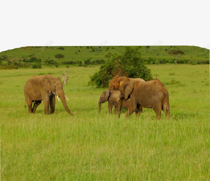 大象在草原png免抠素材_新图网 https://ixintu.com 大象 美观 草原的 非洲 非洲草原