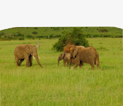大象在草原素材