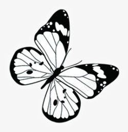 黑色线条蝴蝶开学季素材