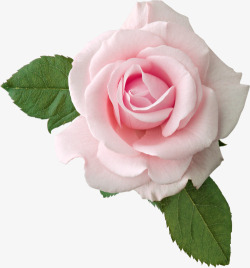 粉色玫瑰花绿叶装饰图案素材