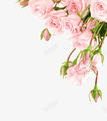 边框粉色玫瑰花朵装饰png免抠素材_新图网 https://ixintu.com 玫瑰 粉色 花朵 装饰 边框