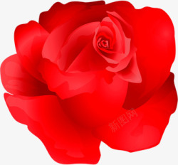 红色大气玫瑰花纹素材