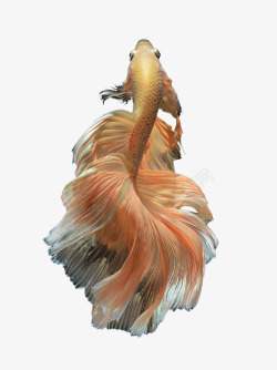金色马尾金色暹罗鱼高清图片