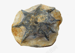 考古灰色海星化石高清图片