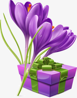 紫色藏红花藏红花花卉高清图片