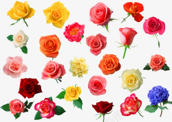 植物夏日玫瑰花马卡龙颜色素材