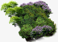创意花园草丛紫色花朵png免抠素材_新图网 https://ixintu.com 创意 紫色 花园 花朵 草丛