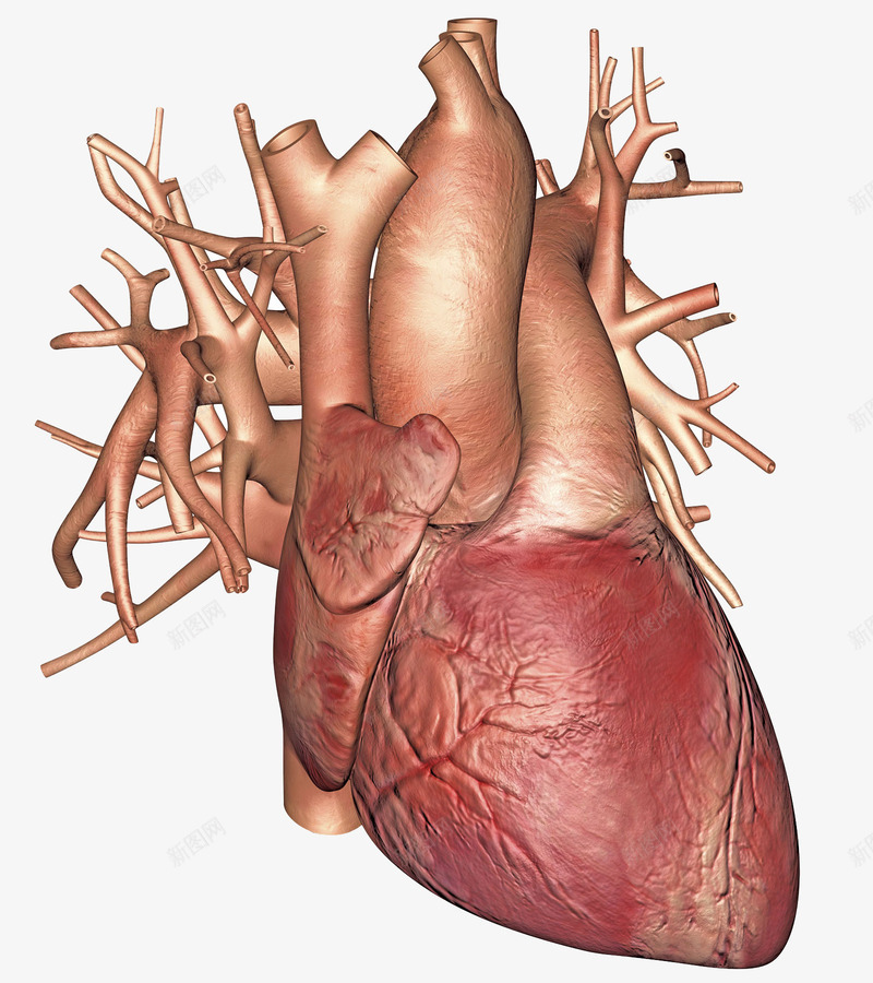 心脏3D立体插画png免抠素材_新图网 https://ixintu.com 人体器官 免抠PNG 动脉 医疗 循环系统 心 心脏3D立体插画 心脏图案 脉络 血管