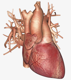 人体骨骼立体插画心脏3D立体插画高清图片