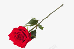 刺玫瑰红色玫瑰花高清图片