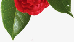 红色玫瑰花顶部装饰素材