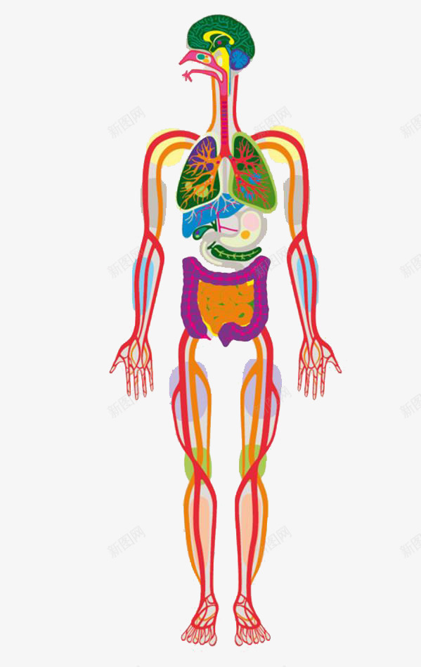 彩色人体器官形象表达png免抠素材_新图网 https://ixintu.com 人体 器官 形象 彩色 表达