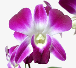 紫色石斛花朵素材