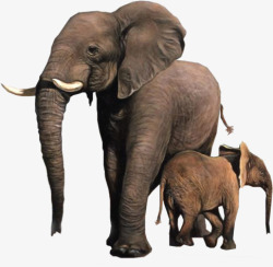可爱大象母子素材