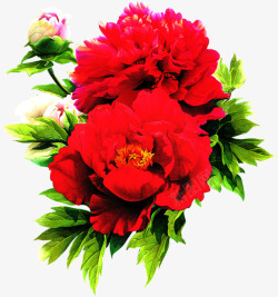 红色大气牡丹花朵素材
