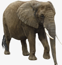 行走大象行走的大象高清图片