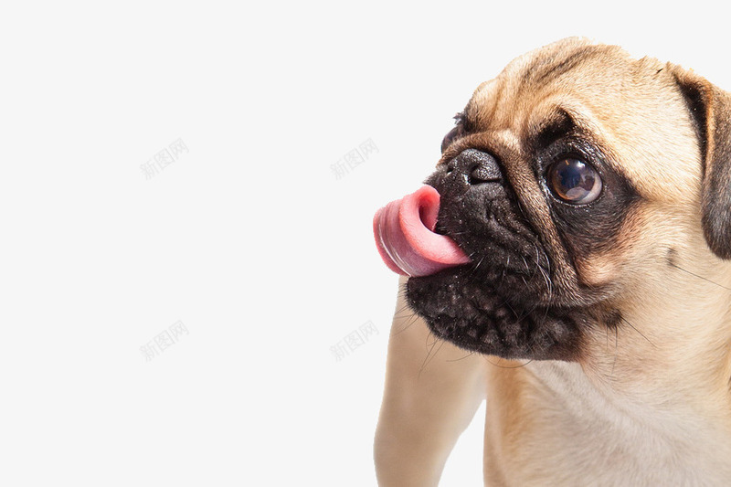 吐舌头的癞皮狗脸部特写png免抠素材_新图网 https://ixintu.com 动物 可爱 吐舌头 眼睛