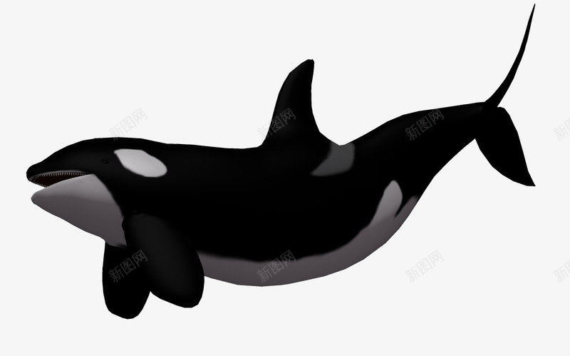 鱼类3d卡通动物卡通鲨鱼png免抠素材_新图网 https://ixintu.com 3D 3d 3d卡通 大鱼 海洋 海洋动物 海洋生物 鱼 鲨鱼
