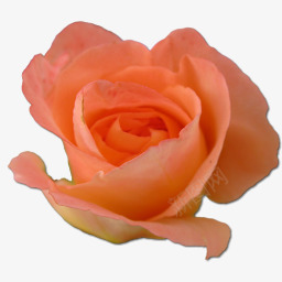 玫瑰桃2图标png_新图网 https://ixintu.com birthday flower love peach rose valentine 情人节 桃子 爱 玫瑰 生日 花