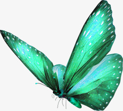 美丽的绿色蝴蝶素材