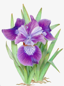 手绘三色堇手绘的紫色三色堇高清图片