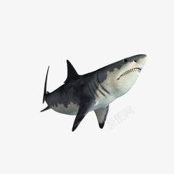 灰色鲨鱼灰色创意圆弧鲨鱼元素高清图片