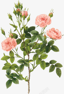 玫瑰花粉色花束素材
