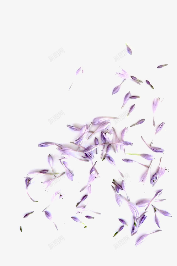 紫色花瓣png免抠素材_新图网 https://ixintu.com 小花 文艺 清新 紫色小花 花瓣装饰