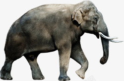 灰色皮肤奔跑的年迈大象高清图片