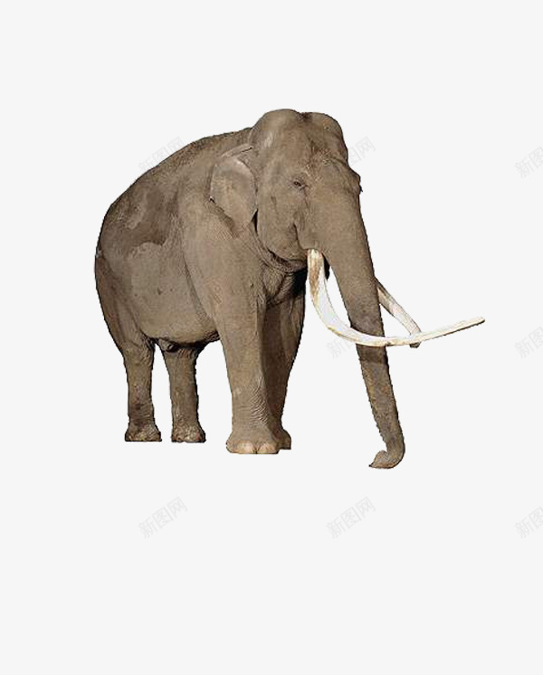 大象png免抠素材_新图网 https://ixintu.com 大型动物 大自然 大象 野生