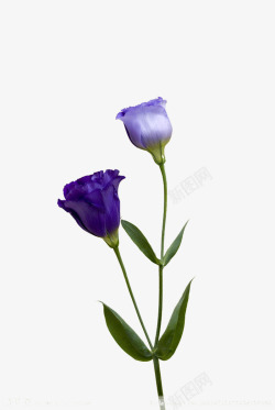 紫色鲜花球花束紫色康乃馨高清图片