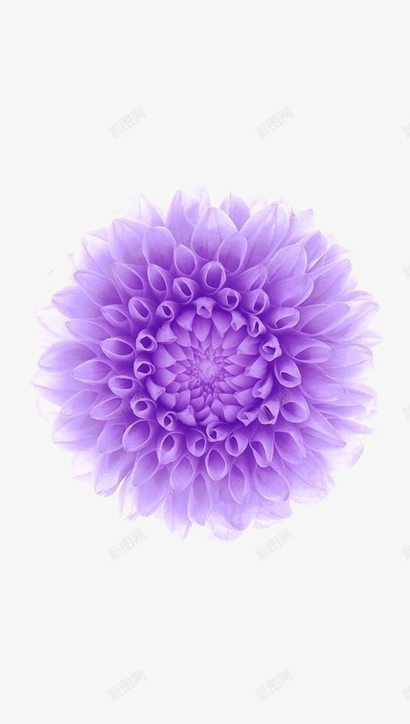 创意手绘合成紫色透明的花卉png免抠素材_新图网 https://ixintu.com 创意 合成 紫色 花卉 透明