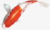 鲈鱼简洁大气海报素材