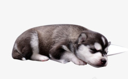 白肚皮睡觉的小狗高清图片