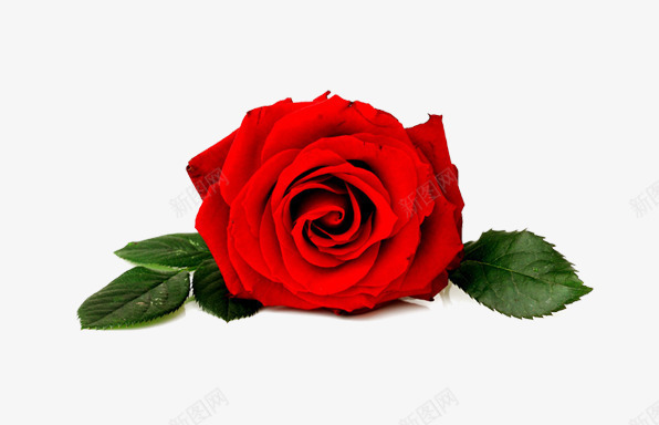 红色玫瑰花朵节日png免抠素材_新图网 https://ixintu.com 玫瑰 红色 节日 花朵