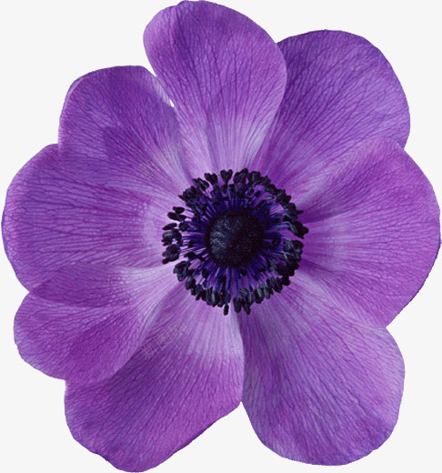 手绘紫色花朵花瓣png免抠素材_新图网 https://ixintu.com 紫色 花朵 花瓣