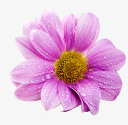 紫色菊花素材