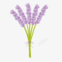 紫草紫色尾巴草一束花草高清图片