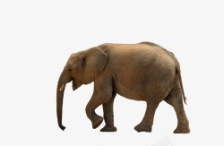 非洲大象大象高清图片