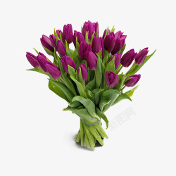 紫色的郁金香一束紫色的郁金香高清图片
