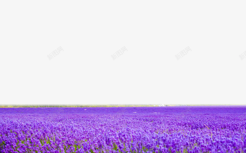 紫色花海png免抠素材_新图网 https://ixintu.com 紫色花朵 花海素材 花田