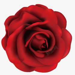 高清精美花瓣精美红玫瑰矢量图高清图片