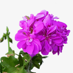 天竺葵紫色天竺葵花高清图片