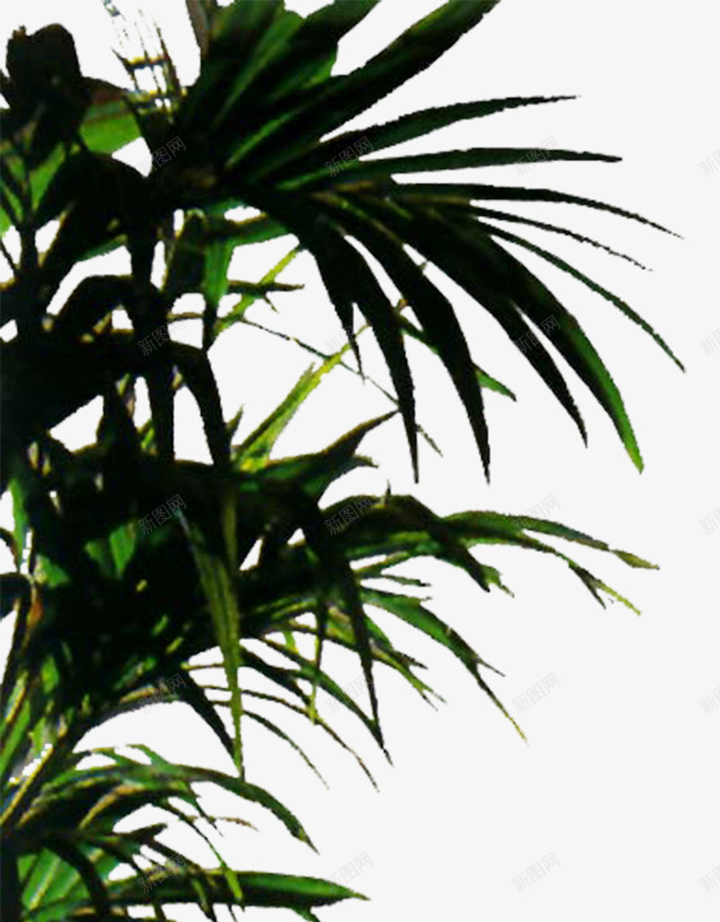 植物png免抠素材_新图网 https://ixintu.com 3D效果图处理 PS后期处理 室内效果元素 植物 绿色植物