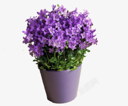 紫色花盆花卉素材