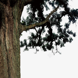 灰色树干大树高清图片