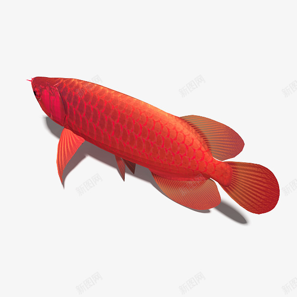 3d模型动物红龙鱼png免抠素材_新图网 https://ixintu.com 动物 宠物鱼 水族 红色 红龙鱼 观赏鱼 鱼类 龙鱼
